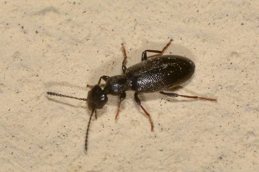 Anthicidae:  Anthicus niger